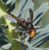 Vespa velutina
